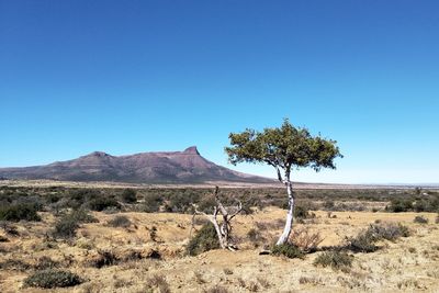 Trees on field against clear blue sky