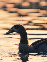 Close-up of duck swimming in lake