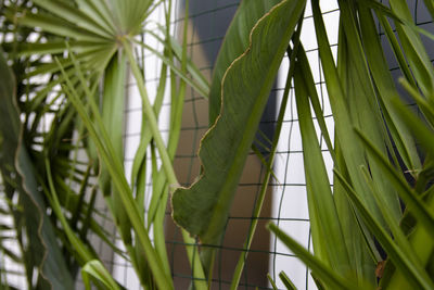 Close-up of green plants