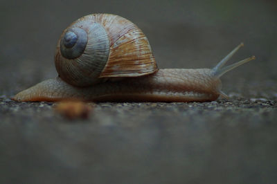 Close-up of snail