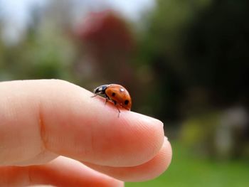 Close-up of ladybug on hand