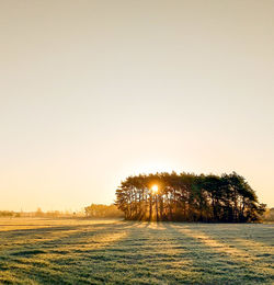 Trees on field against clear sky during sunset