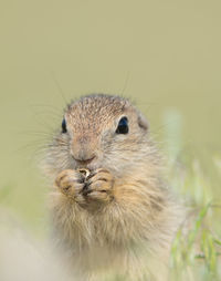 Portrait of squirrel