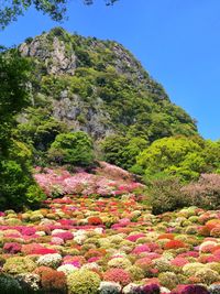 Scenic view of pink flowering plants against clear sky