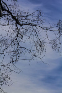 Low angle view of bare tree against sky