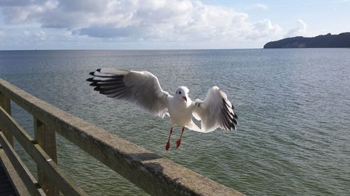 Seagulls flying over sea against sky