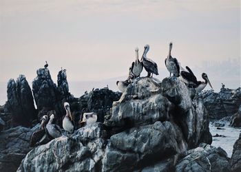 Large group of pelicans on rock