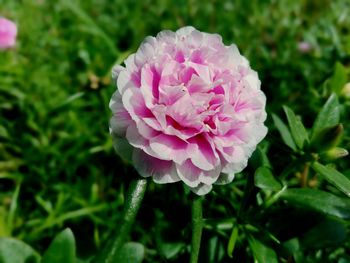 Close-up of pink flower