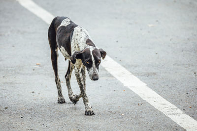 Dog on road