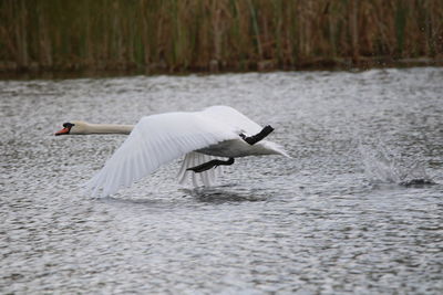 Swan flying  over a lake