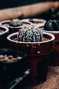 Close-up of potted cactus family  on table
