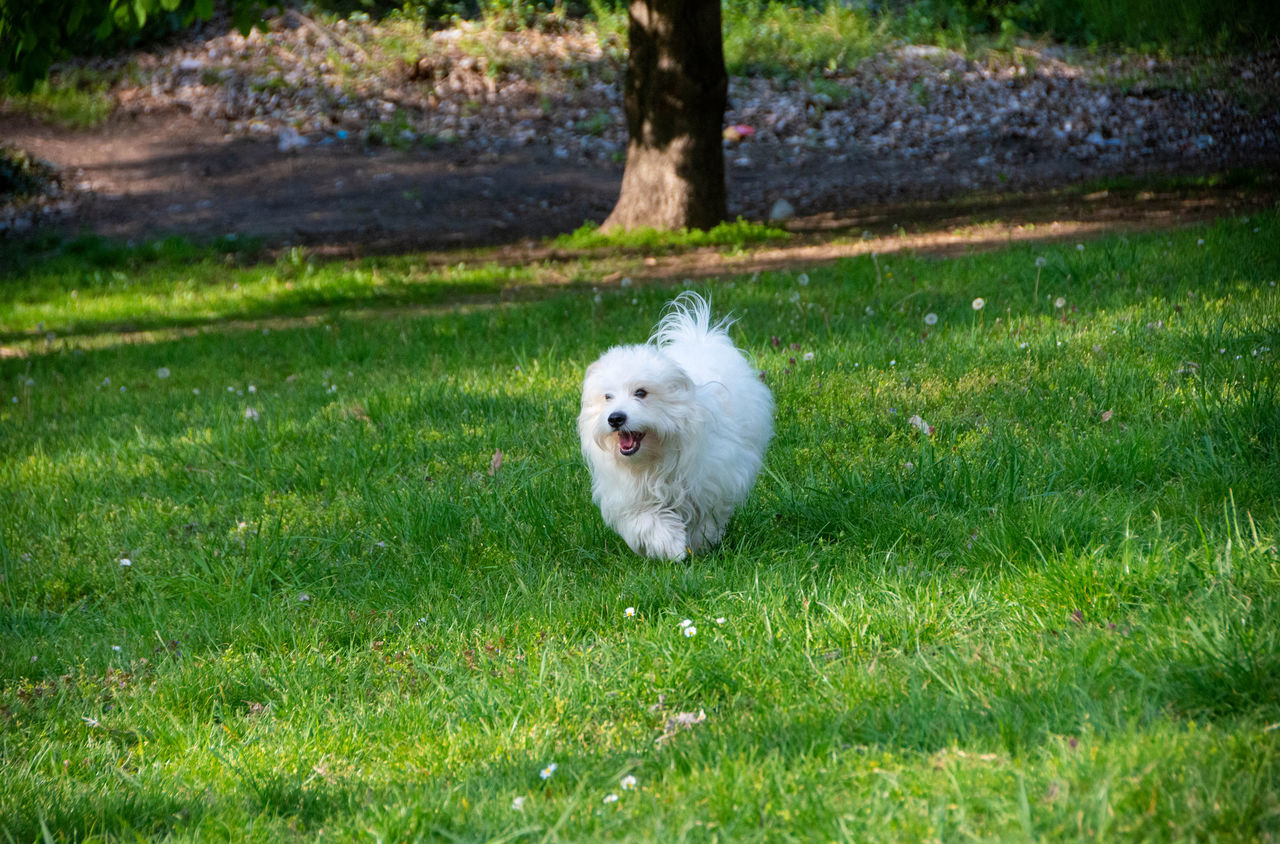 WHITE DOG ON GRASS