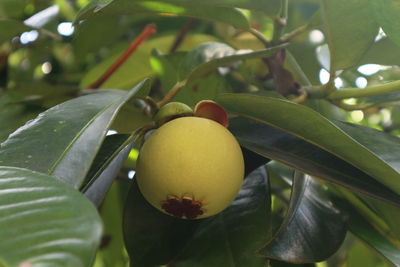 Close-up of fruit on tree