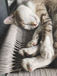 Close-up of cat sleeping