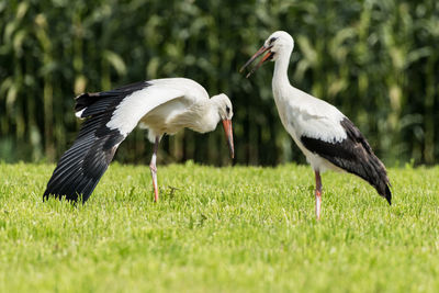 Close-up of bird on field