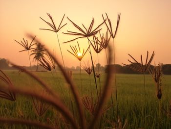 Close-up of stalks in field against sunset sky