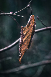 Close-up of dried leaves on plant