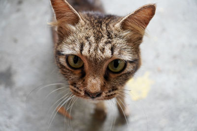 Close-up portrait of a cat