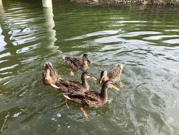 High angle view of ducks swimming in lake