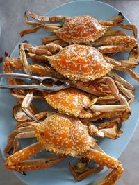 High angle view of crab in tray on table