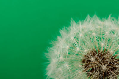 Close-up of dandelion against green leaf