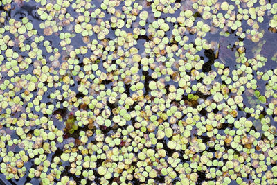 High angle view of flowering plant