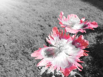 Close-up of fresh red flower blooming outdoors