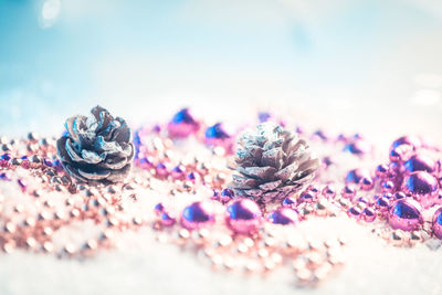 Close-up of purple flowers on floor