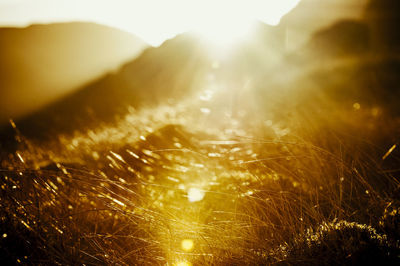 Close-up of grass on field against sky at sunset