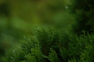 Close-up of tree