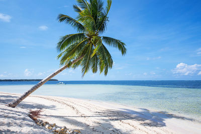 Palm tree by sea against sky