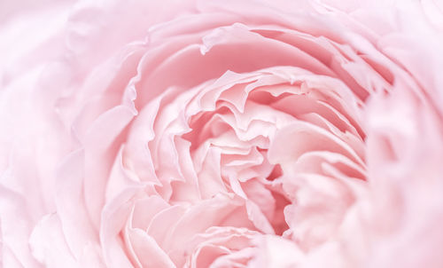 Full frame shot of rose