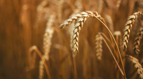 Close-up of wheat growing on field