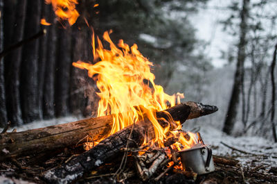 Bonfire on log in forest