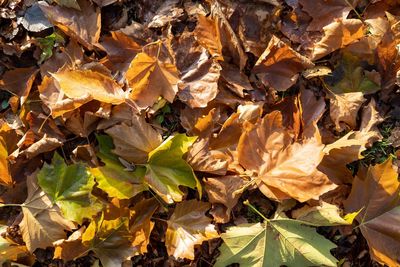 Full frame shot of autumnal leaves