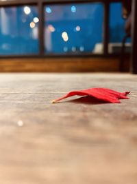 Close-up of bird on table