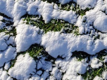 Full frame shot of snow covered plants