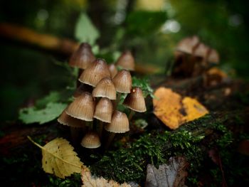 Close-up of mushrooms growing on land 