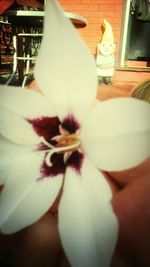 Close-up of white flowers