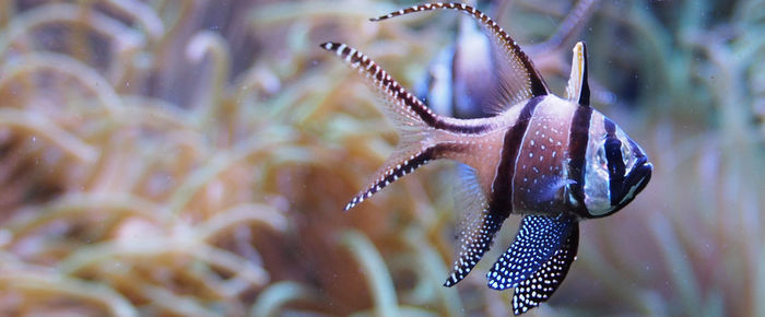 Close-up of pink flower