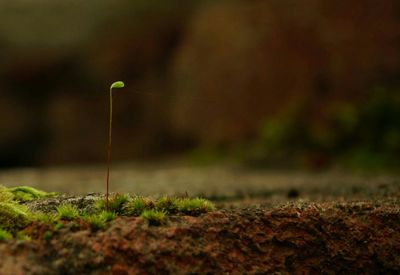 Close-up of plant against blurred background