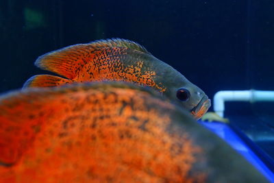 Close-up of fish swimming in sea