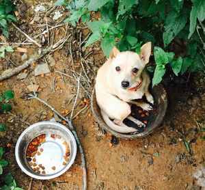 High angle portrait of dog