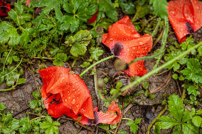 Close-up of red mushrooms growing on land