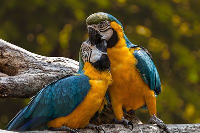 Two parrots perched on a wooden branch, they were like lovers.