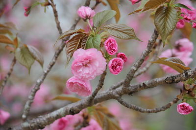 Close-up of pink cherry blossom