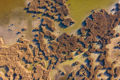 High angle view of coral in sea