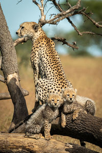 Cheetah with cubs on tree trunk