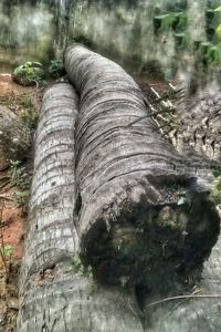 Close-up of tree trunk by rocks