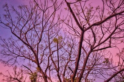 Low angle view of bare tree against sky